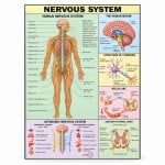 Nervous System Chart